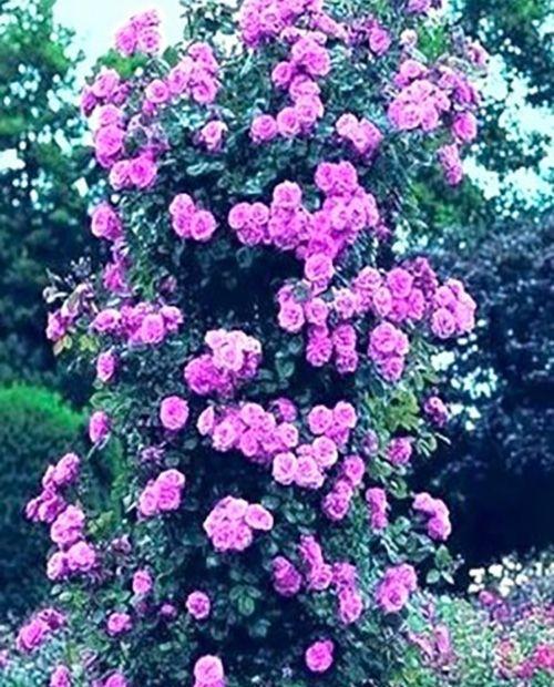 Роза плетистая Виолет Парфюм насыщенно фиолетовая (саженец класса АА+) высший сорт  фото-0