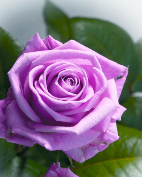 Роза чайно-гибридная Бархатная ночь (Velvet night) пурпурная (морозостойкий сорт) фото-3