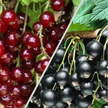 Смородина, комплект из 2-х сортов "Очаровательная ягодка" (Charming berry) 2шт саженцев