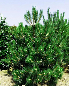 Сосна Нигра (Nigra) черная