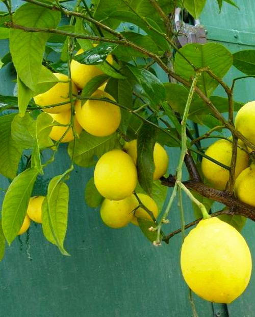 Лимон "Павловский" (сорт кустовидных, может цвести круглый год) фото-3
