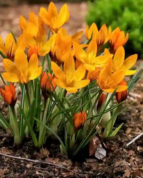 Крокус ботанический "Оранж Монарх" (Orange Monarch) 5шт в упаковке (размер 5/+) фото-2