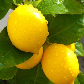 Лимон "Лейсан" (ремонтантный, крупноплодный сорт)