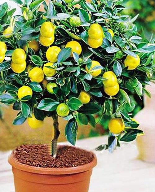 Лимон "Павловский" (сорт кустовидных, может цвести круглый год) фото-0