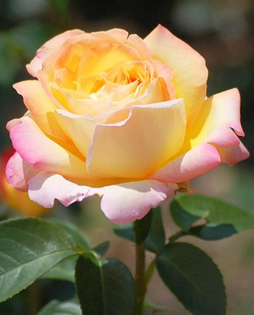 Роза чайно-гибридная золотисто-желтые с красным краем "Глория Деи" (саженец класса АА+) высший сорт фото-2