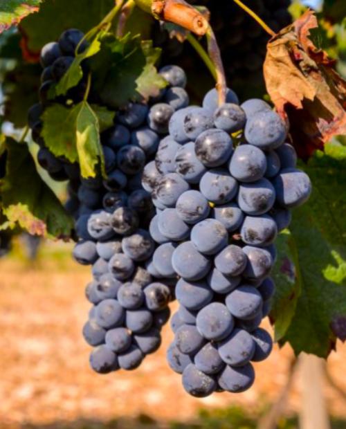 Виноград темно-синий "Изабелла" (столовый сорт, поздний срок созревания) фото-2