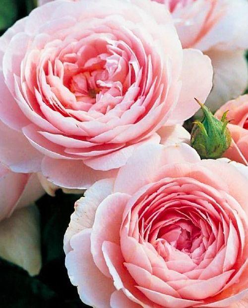 Роза английская светло-розовая "Виктория" (саженец класса АА+) высший сорт  фото-0
