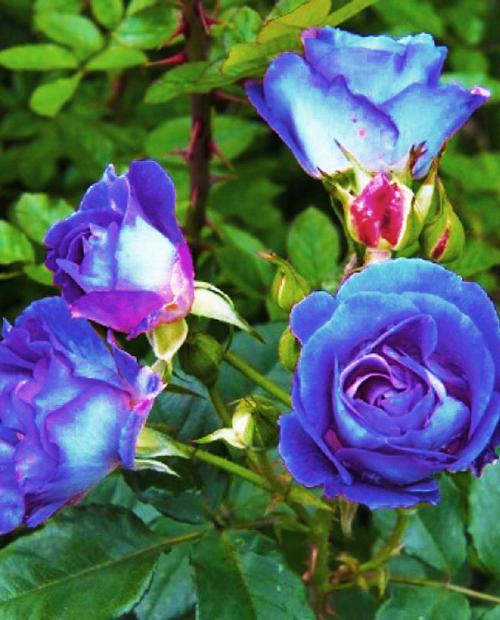 Роза плетистая Блю Мун голубая (саженец класса АА+) высший сорт фото-1