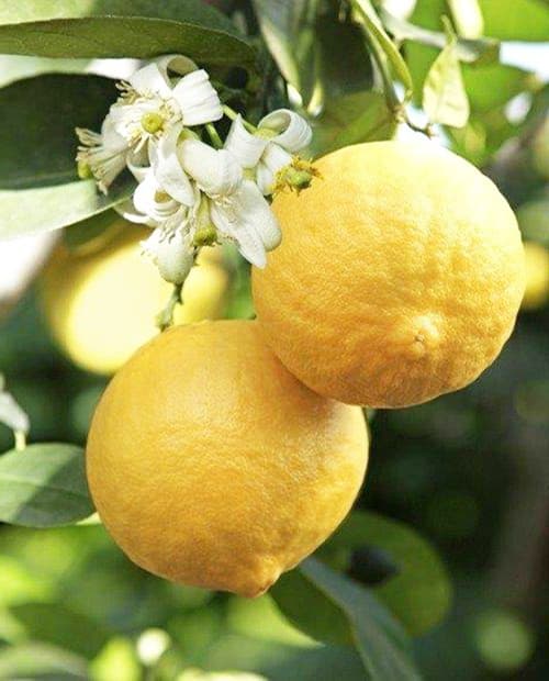 Лимон "Юбилейный" (крупноплодный сорт) (корневая окс) фото-1
