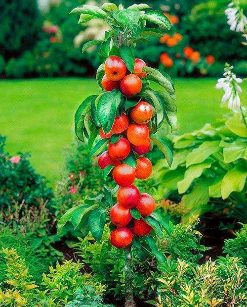 Яблоня колоновидная Красная среднерослая (средний срок созревания) (корневая окс) фото-0