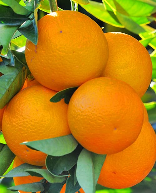 Апельсин Навелейт фото-0
