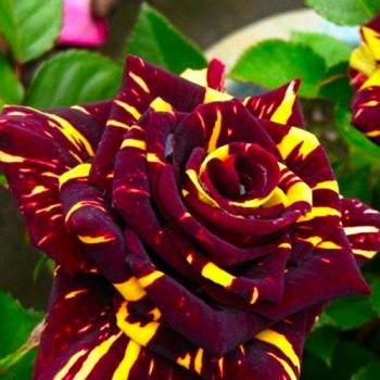 Роза чайно-гибридная многоцветная "Абра кадабра" (саженец класса АА+) высший сорт