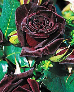 Роза чайно-гибридная Блэк Баккара черно-красная (саженец класса АА+) высший сорт