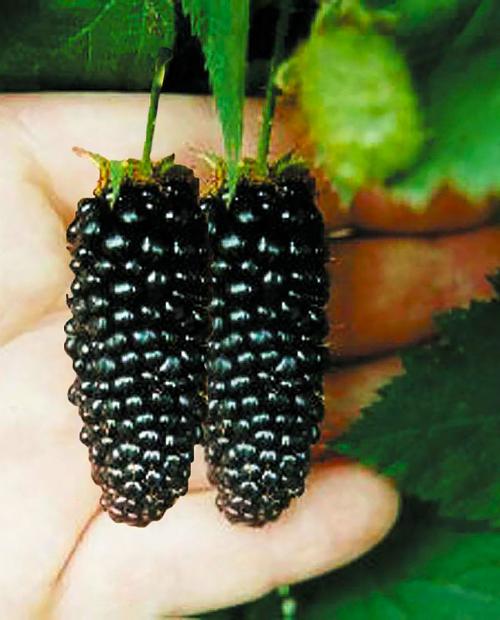 Шелковица черная среднерослая "Крупноплодная" (средний срок созревания) фото-3