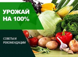 Огородный культурооборот увеличит урожайность на 100%