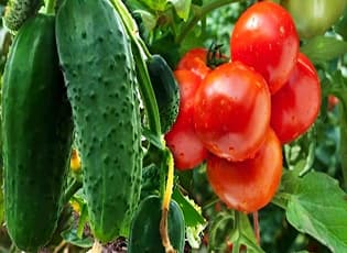 Подкормка томатов и огурцов: народные средства