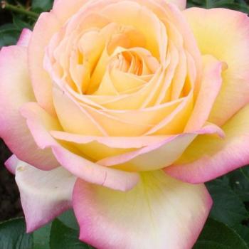Роза чайно-гибридная золотисто-желтые с красным краем "Глория Деи" (саженец класса АА+) высший сорт