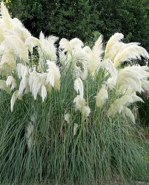 Кортадерия Cелло Вайт Плум (White Plume) (контейнер Р9) фото-3