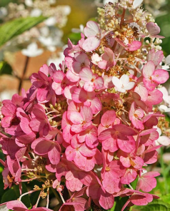 Гортензия метельчатая розово-белая "Бейби лейс" (контейнер Р9) 1-год