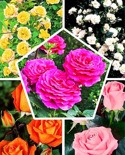 Роза Багряный сад (Crimson Garden) микс из 5-ти сортов 5 шт в комплекте фото-0