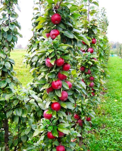 Колоновидная яблоня Червонец – купить в интернет-магазине Агро-Маркет24