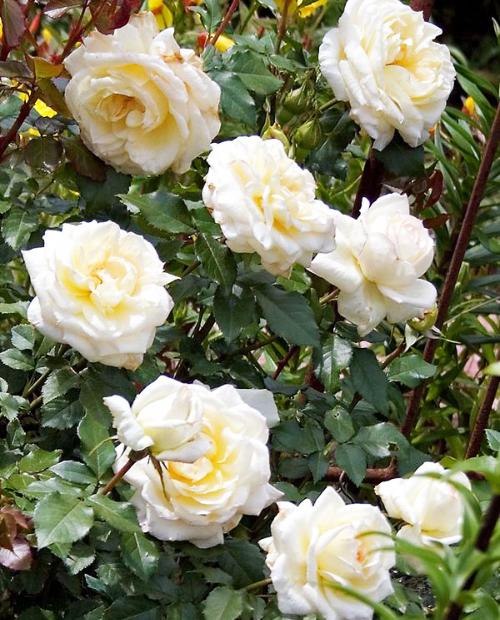 Роза флорибунда белая "Чайковский" (саженец класса АА+) высший сорт фото-1