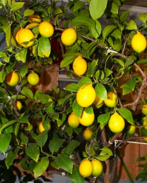 Лимон "Павловский" (сорт кустовидных, может цвести круглый год) фото-2