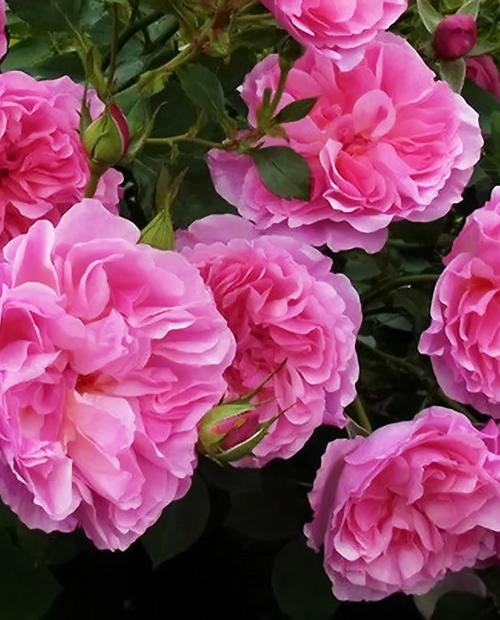 Роза английская ярко-розовая "Боскобель" (саженец класса АА+) высший сорт фото-1