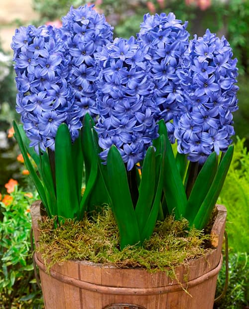 Гиацинт "Delft Blue" 2шт в упаковке фото-1