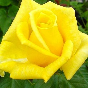 Роза чайно-гибридная желтая "Ландорра" (саженец класса АА+) высший сорт