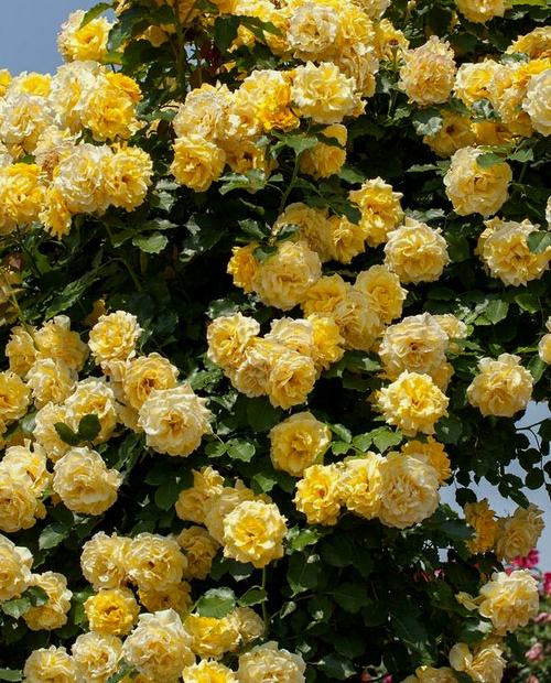 Роза плетистая желтая "Римоза" (саженец класса АА+) высший сорт фото-1