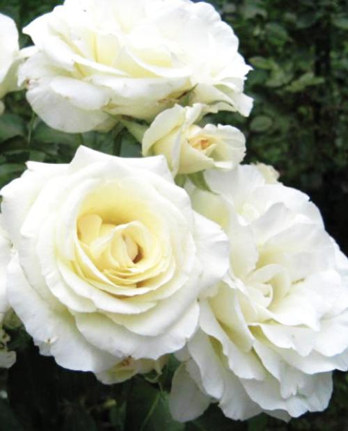 Роза плетистая белая "Шнивальзер" (саженец класса АА+) высший сорт фото-1