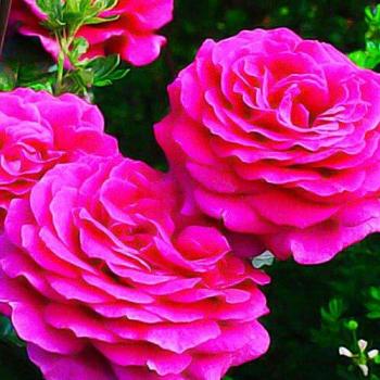 Роза чайно-гибридная малиновая "Big Purple" (саженец класса АА+) высший сорт