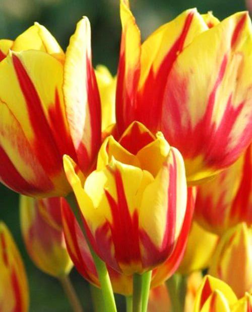 Тюльпан Микс (Multiflowering Mix) многоцветковый 3шт в упаковке (размер 11\12) фото-0