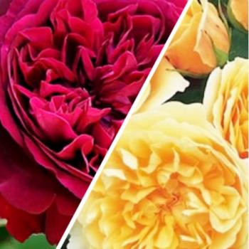 Роза английская, комплект из 2-х сортов "Нежная роза" (Delicate rose) 2шт саженцев