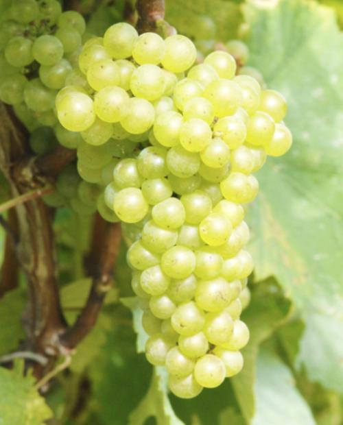 Виноград зеленовато-белый "Шардоне" (винный сорт, среднего срока созревания) фото-3