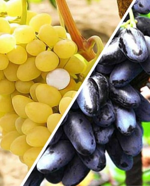 Виноград, комплект из 2-х сортов "Белое вино" (White wine) 2шт саженцев фото-0