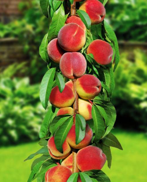 Персик колоновидный Тотем садовода желто-красный (средне-ранний срок созревания) (корневая окс) фото-2