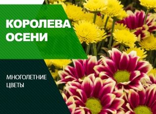 Как посадить хризантему осенью, сроки