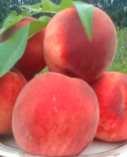 Персик оранжево-розовый "Клокред" (средний срок созревания) фото-1