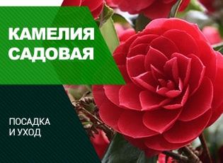 Камелия уход и выращивание