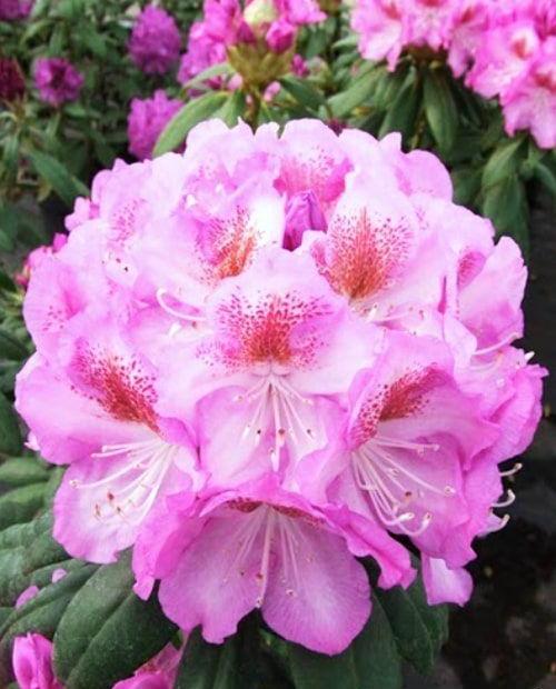 Рододендрон азалия нежно-розовая "Гаага" (Haaga) фото-0