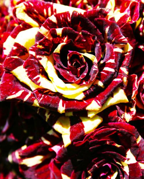 Роза чайно-гибридная Абра Кадабра многоцветная (саженец класса АА+) высший сорт фото-2