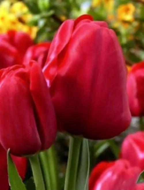 Тюльпан "Silhouette Bouquet" фото-0