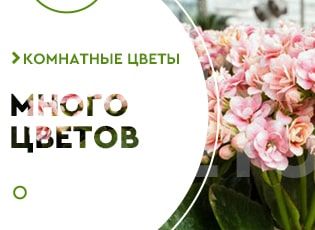 Черенкование комнатных растений