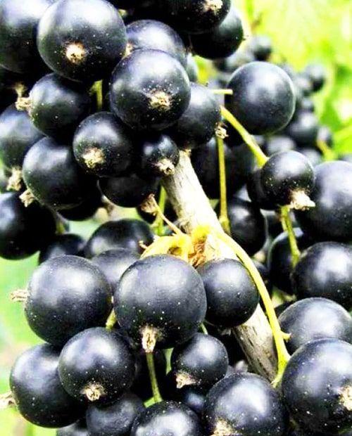 Виноград Добрыня: Описание и Характеристики Сорта
