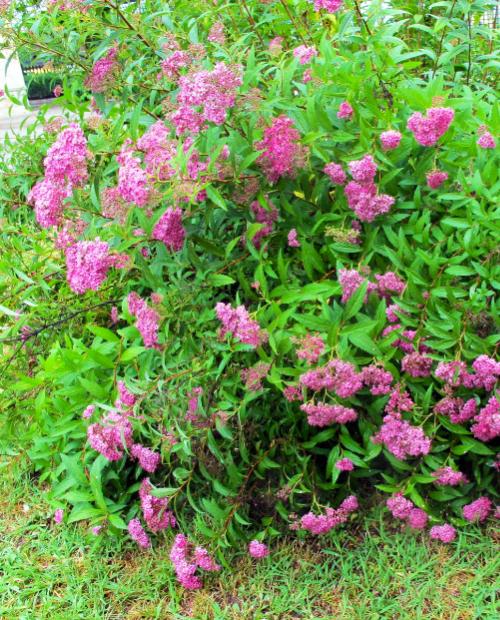 Спирея японская 3-х летняя "Магнум роуз" (Magnum rose) высота саженца 50-80 см фото-2