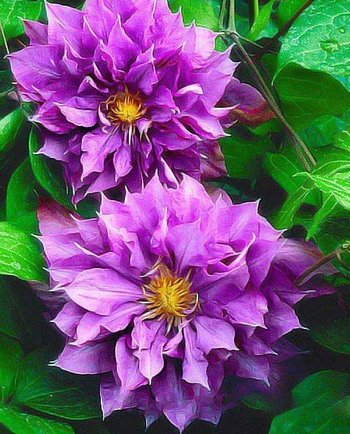 Клематис махровый Вывьян Пеннелл (Vyvyan Pennell) фиолетовый (корневая окс) фото-0