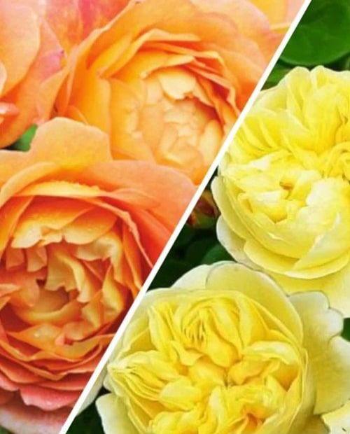 Роза английская Горная красавица (Mountain beauty) комплект из 2-х сортов 2 шт саженцев фото-0