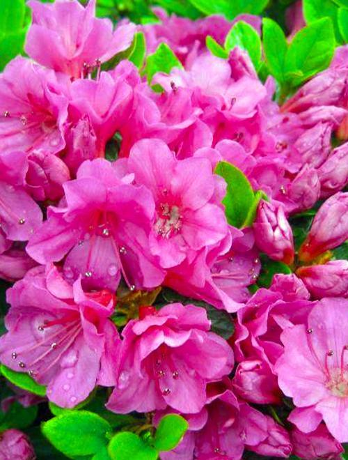 Рододендрон азалия розовая "Кармезина Роуз" (Kermesina) (контейнер p9) 1-год фото-0